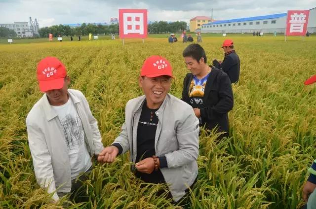 普田农科院科技园区精品展示陆地最强产量为王、普田莲育1496