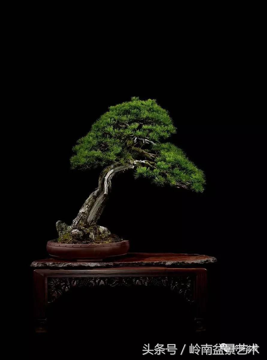 五针松和大阪松哪个好盆栽 (大阪松比五针松哪种更名贵)
