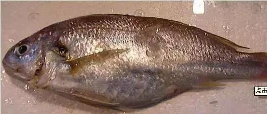 羊口开海！倒计时一天！第一网吃起来！看完哈喇子流一地