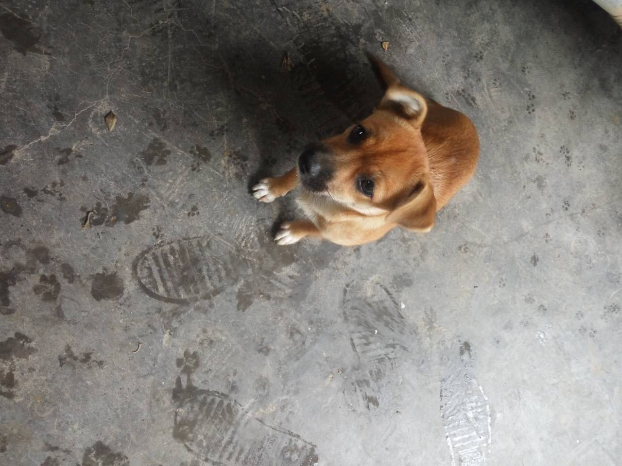 农村土狗和泰迪,农村泰迪和土狗