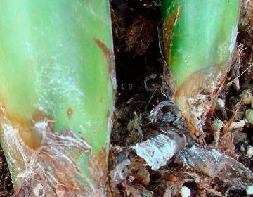 金钱树的养护及管理,金钱树的治病方法