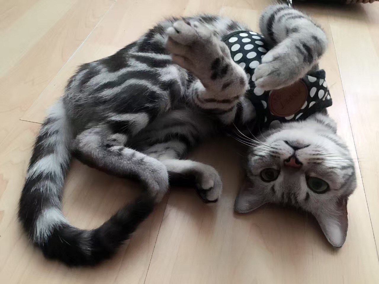 铲屎官你们都怎么养喵?你以为最好养几只喵?