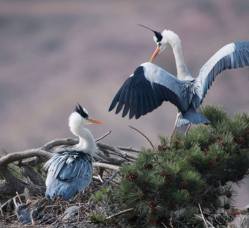 名曲闲云野鹤,古曲闲云孤鹤赏析