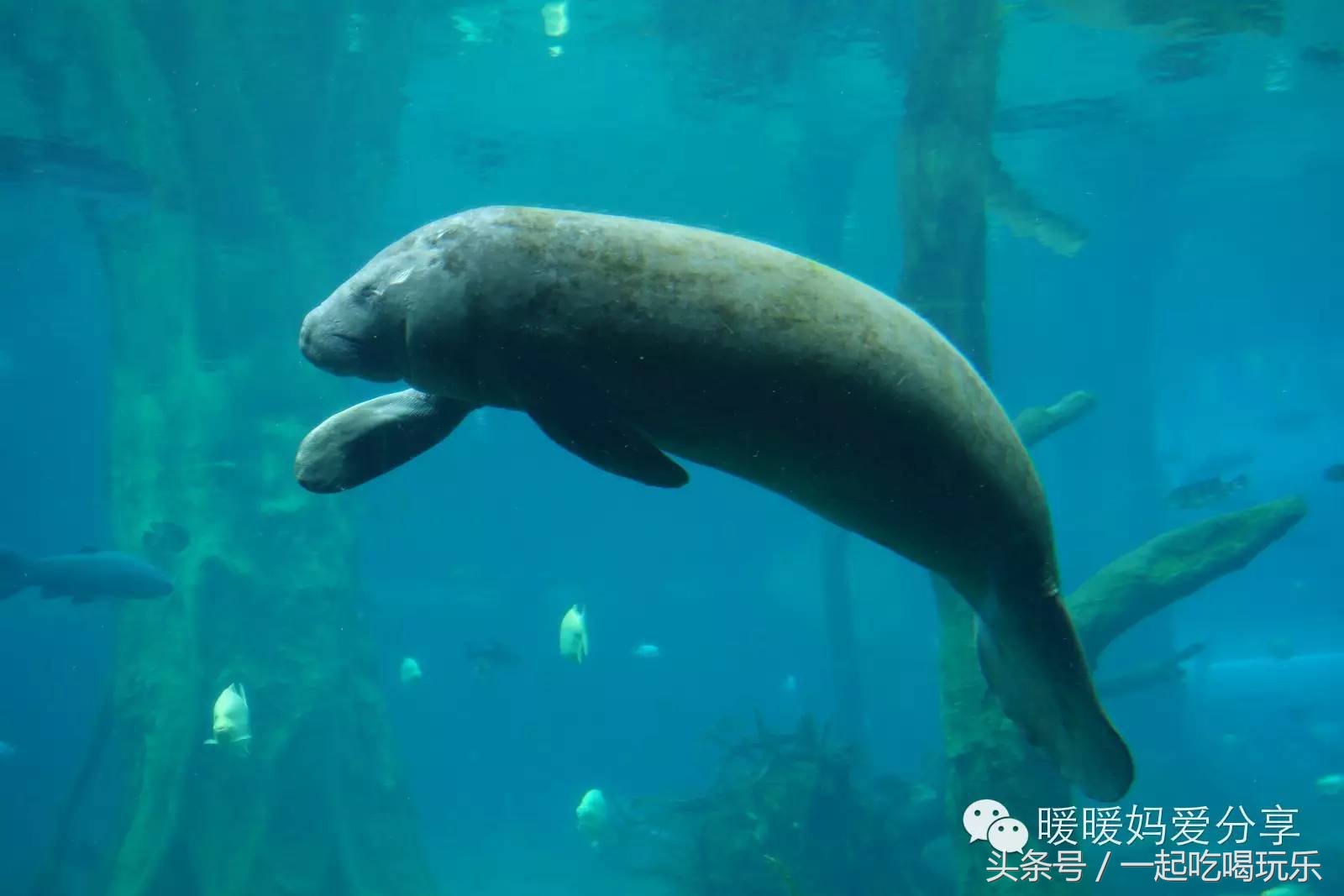 深圳长隆海洋王国攻略,珠海长隆国际海洋王国游玩攻略