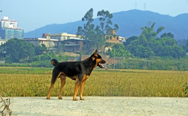 国内老百姓养殖什么动物能挣钱,农民养什么动物好赚钱