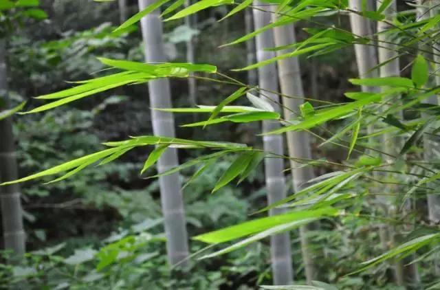 治愈系竹林风景唯美意境,治愈系风景大自然竹林