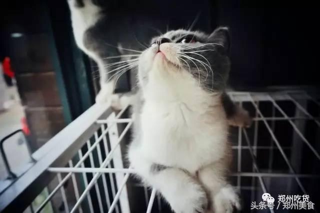 喵~铲屎官注意，郑州东区这家小店各种萌喵环绕，桌上披萨有料！