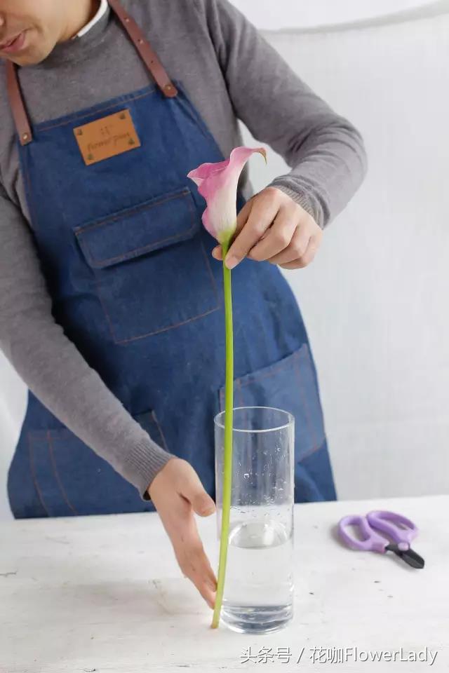 马蹄莲的正确养护方式,怎样才能养护好漂亮雅致的马蹄莲