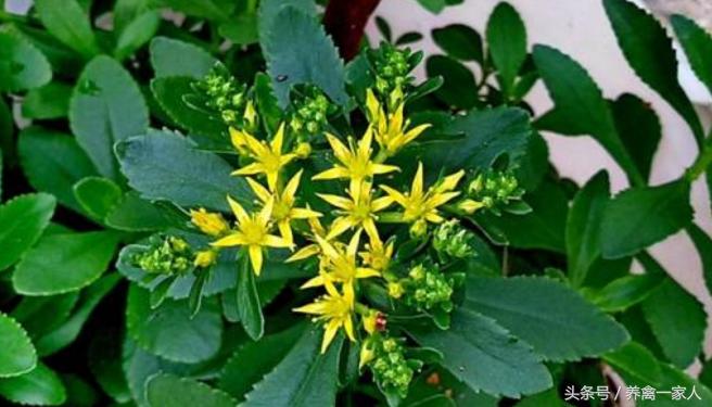 养鸡防病土方法,养鸡技巧大蒜喂鸡的好处