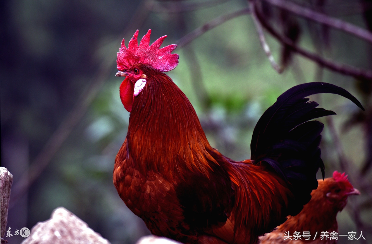 养鸡防病土方法,养鸡技巧大蒜喂鸡的好处