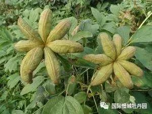 高淳四宝之一白牡丹,高淳四宝中的白牡丹在哪里