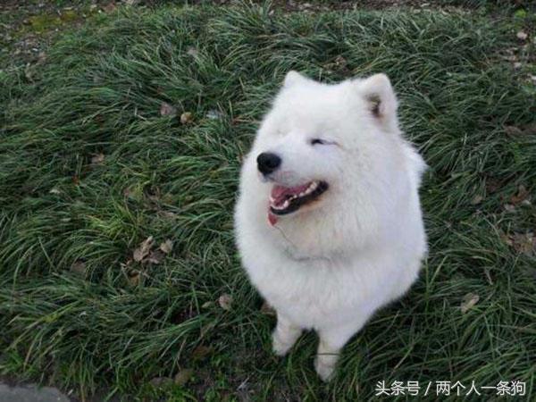 遛狗被别的狗给咬了,遛狗时狗狗被蚂蚁咬了