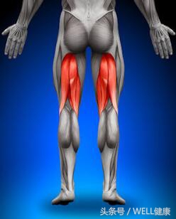 跑步拉伤大腿腘绳肌,跑步腘绳肌疼痛恢复