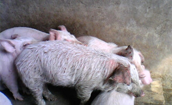 小猪渗出性皮炎照片,猪渗出性皮炎的原因和治疗方案