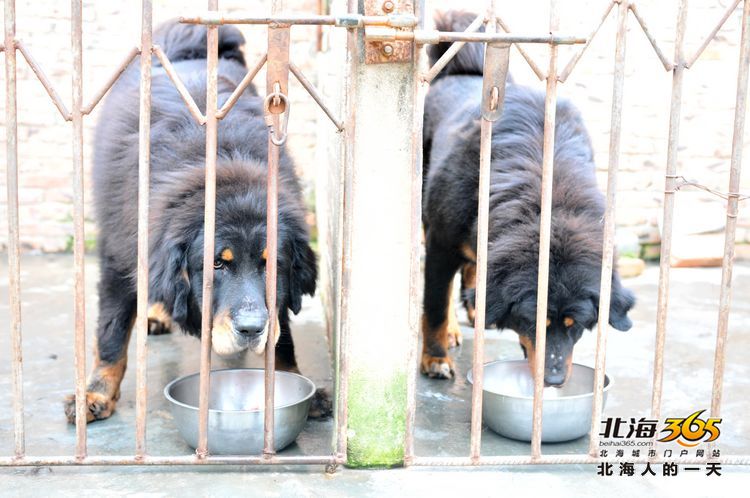 陈荣华北海,北海人的一天