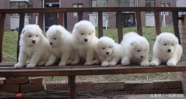 萨摩耶犬容易咬人吗,萨摩耶犬会咬人吗