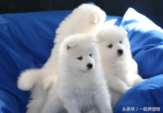 萨摩耶犬容易咬人吗,萨摩耶犬会咬人吗