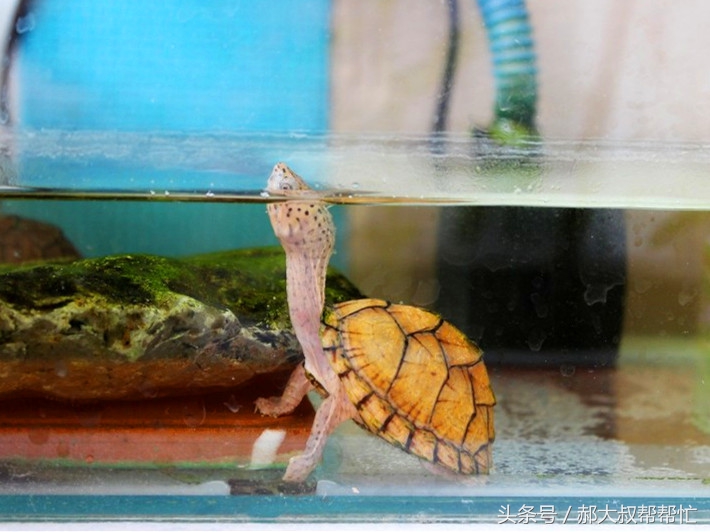 乌龟得了白眼病又得了肺炎怎么办,小乌龟肺炎的最佳治疗方法