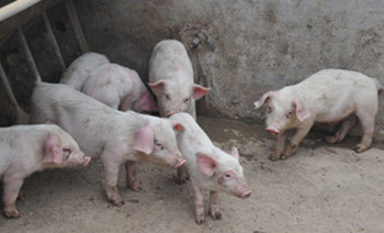 猪渗出性皮炎怎么治,渗出性皮炎严重的猪能治好吗