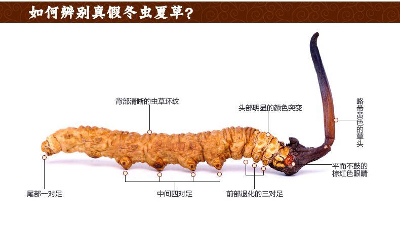 台风玛娃来广西吗,玛娃台风会来东北吗