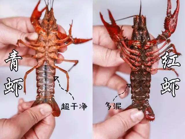 小龙虾的各种口味的做法,广东小龙虾的正确吃法