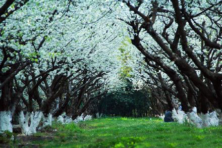 阳春三月昆明处处鲜花盛开,云南三月好春光