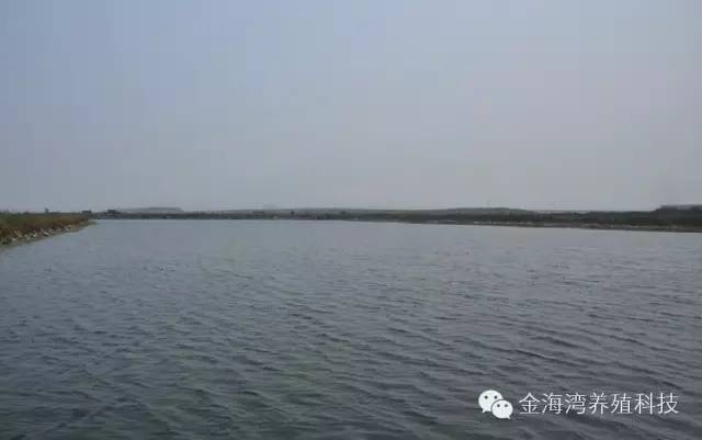 怎样养殖海参才好,海参是如何养殖的