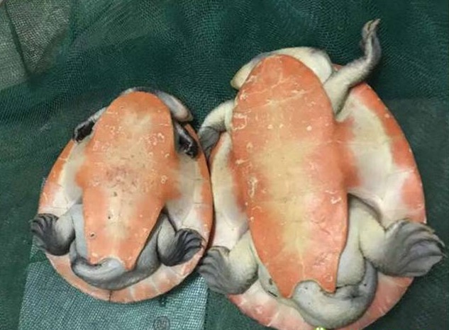 养圆澳龟的注意事项,圆澳幼龟饲养注意事项