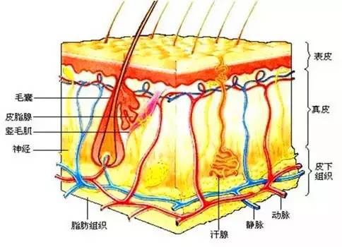 血丝红是怎么回事,血丝什么原因
