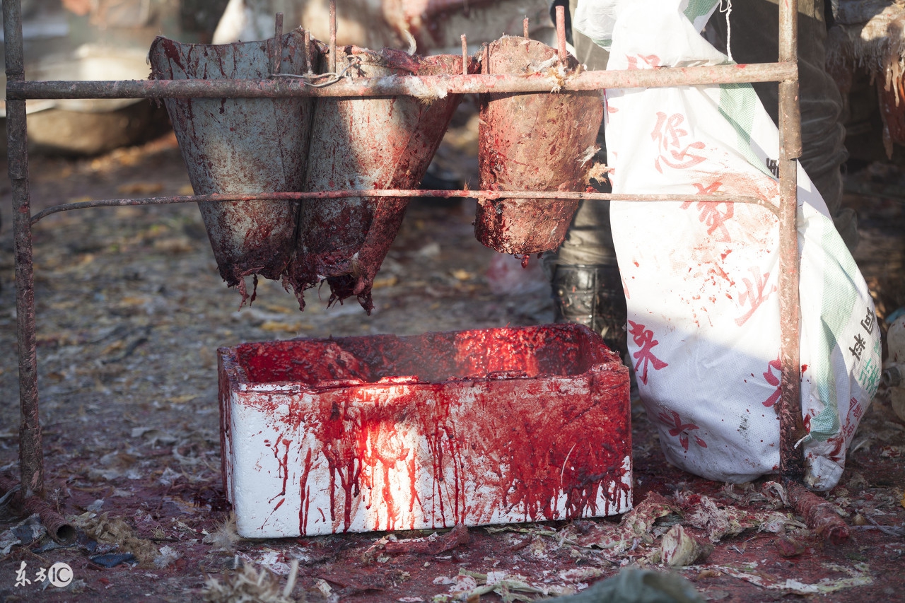 金瑞老师：杀生的定义和范围是什么？