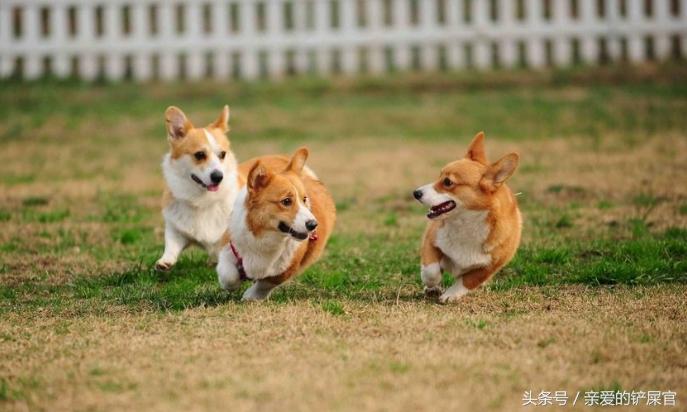 狗狗过分活泼怎么训练,狗狗太活泼咬人怎么办