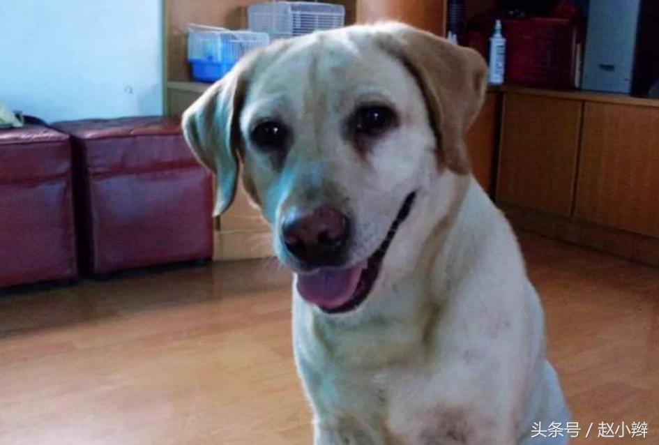 狗狗身上有臭味是什么原因引起,狗狗身上老是有难闻的气味咋办