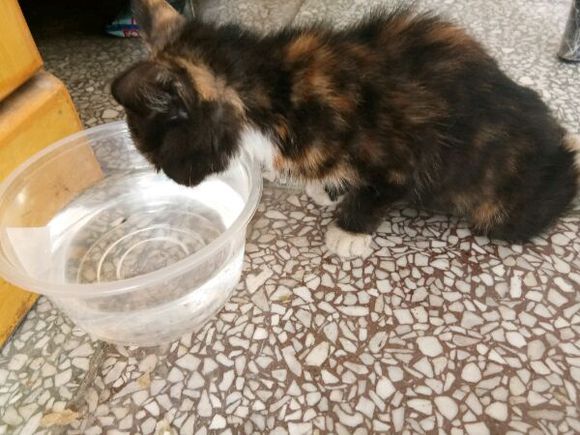 捡到一只小奶猫后续,捡到一只还未睁眼的小奶猫怎么办