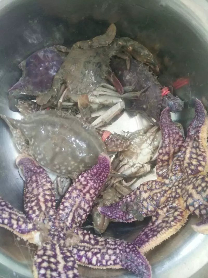 日照海捕海鲜有哪些,日照赶海后抓到的海鲜去哪儿吃