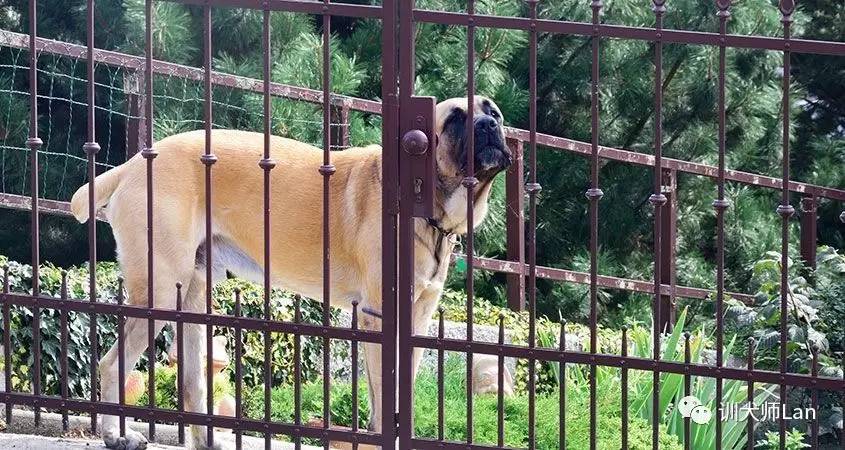 不打不骂不教育的方法,不打不骂治狗第一招