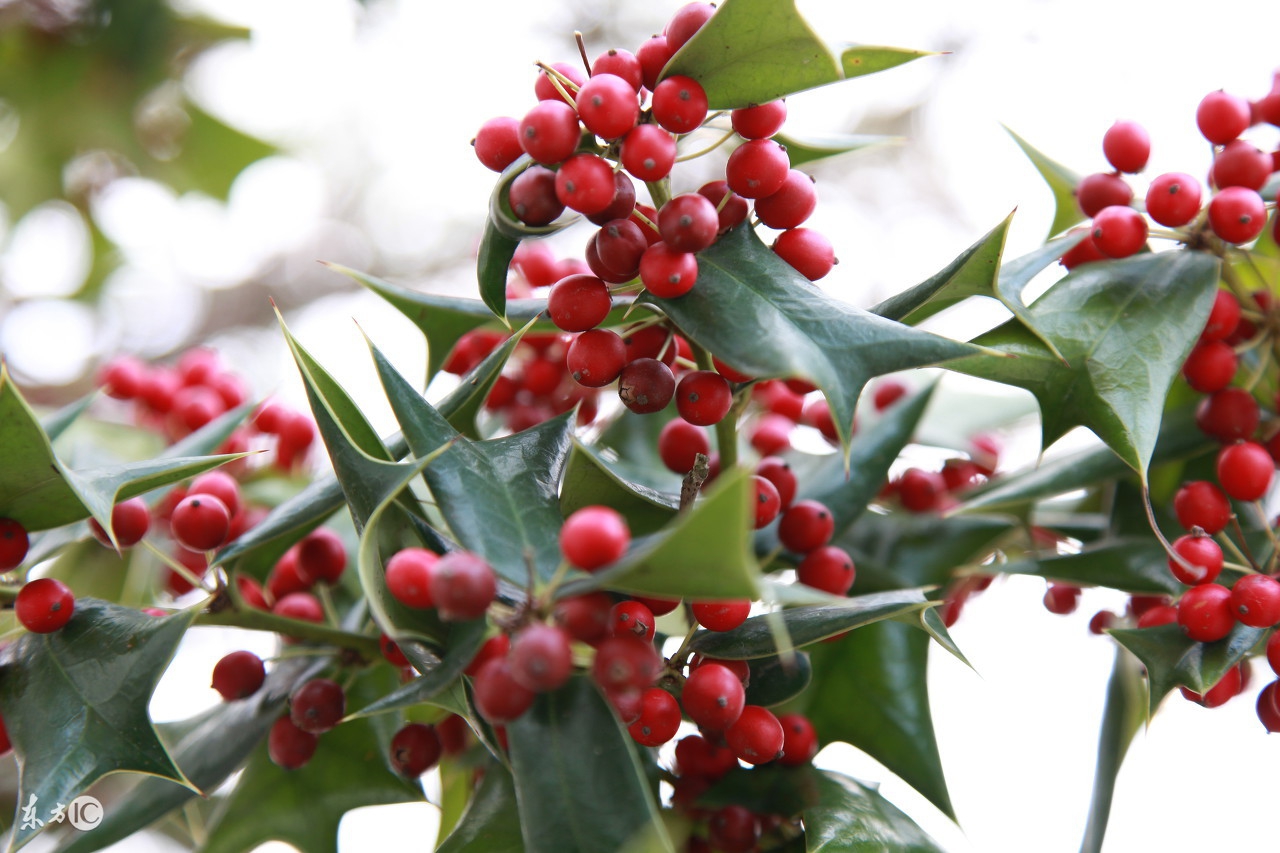 2017242期福彩3D：直落号斜连号隔期号都比较重要