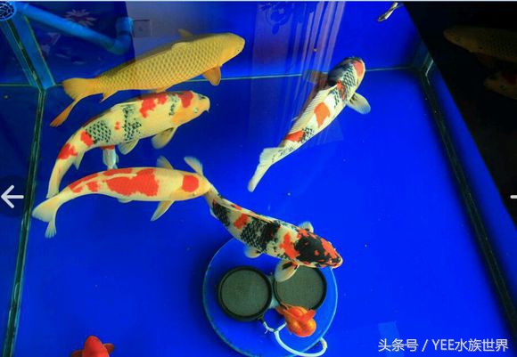 只加硝化细菌不换水能降低氨氮,每次换水之后必须加硝化细菌吗