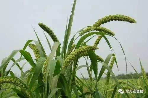 厉害了！我国有机农业示范基地面积超2000万亩