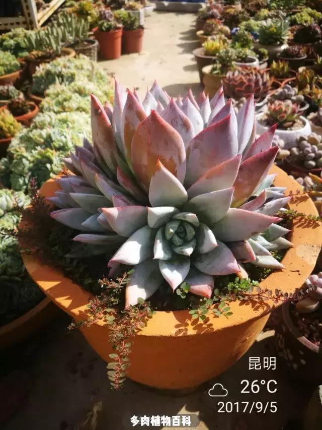 夕阳西下,养多肉的人没有在天涯,在家!