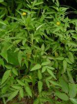 认识是宝不认识是草,鬼针草的13个秘密