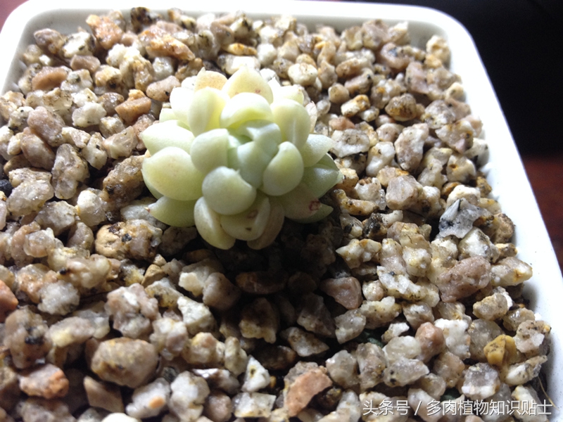 适合重庆养的多肉,重庆适合养多肉