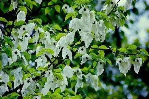 贵州方言笑死人的句子,贵州方言笑死人了