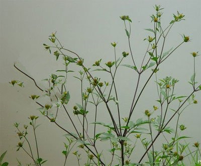 认识是宝不认识是草,鬼针草的13个秘密