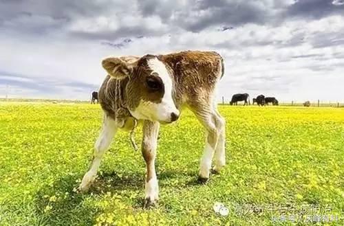 出生犊牛口炎病,只需一招!