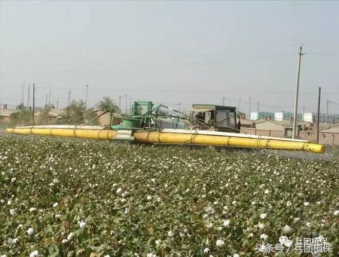 棉花后期乙烯利催熟剂,乙烯利在棉花上催熟的使用方法