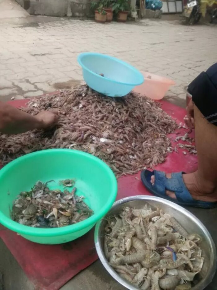 日照海捕海鲜有哪些,日照赶海后抓到的海鲜去哪儿吃