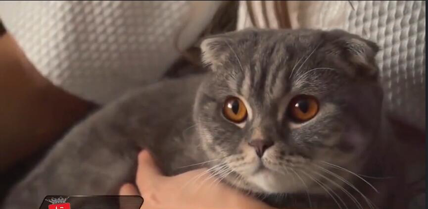 中国最贵的十种宠物猫,最贵的宠物猫有哪些