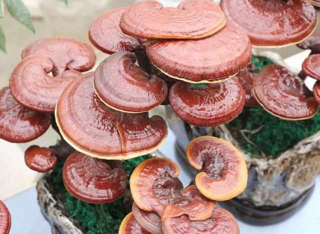 绿萝植物的特征介绍,绿萝观叶植物