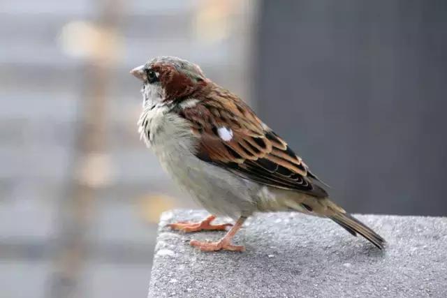 腾龙1770镜头摄影作品欣赏,腾龙18-300mm照片欣赏