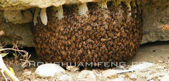 中蜂最新养法,中蜂传统养法怎么分蜂
